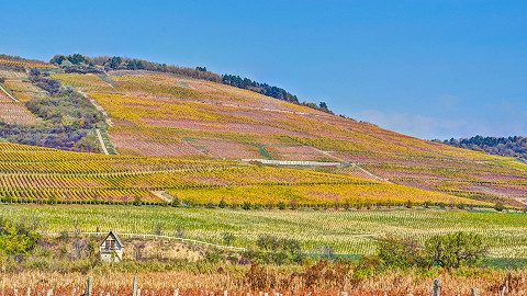 Visit Tokaj wineyard as part of your next choir tour to Hungary